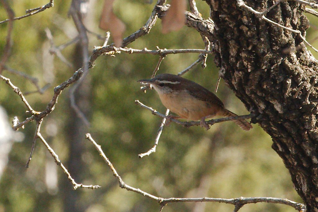 Carolina Wren 2016-02-13.jpg